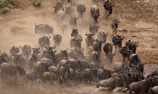 Où peut-on observer les migrations des crabes rouges à Christmas Island?